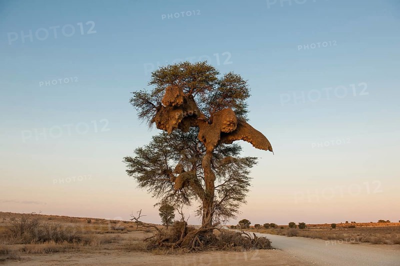 Camel thorn