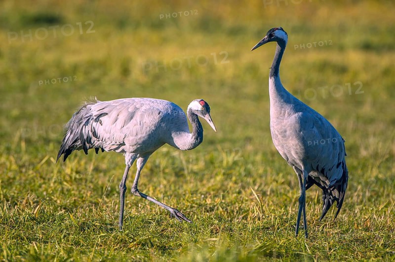 Eurasian or common crane