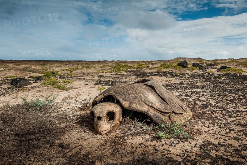 Skeleton of a Loggerhead sea turtle
