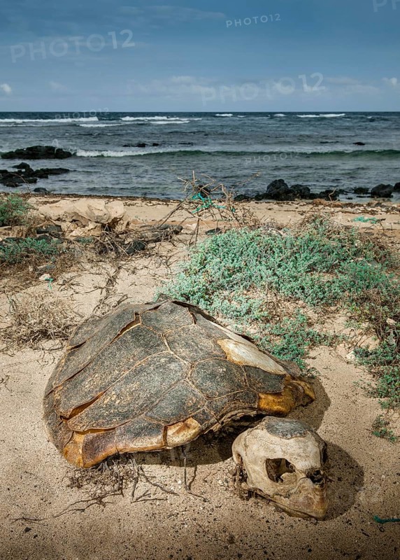 Skeleton of a Loggerhead sea turtle