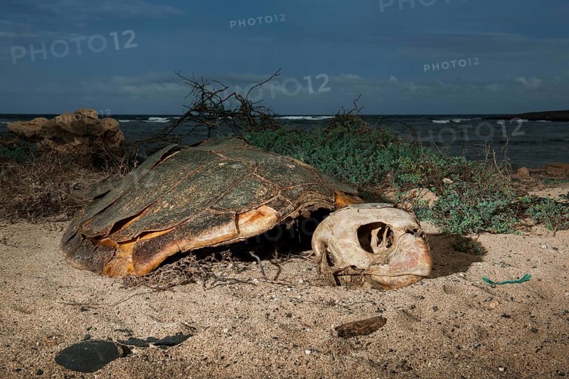Skeleton of a Loggerhead sea turtle