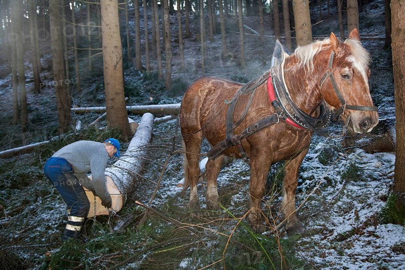 Forest worker and logging horse doing forest work