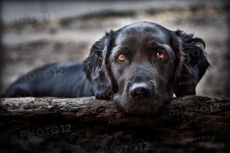 Labrador mongrel looking over a tree trunk