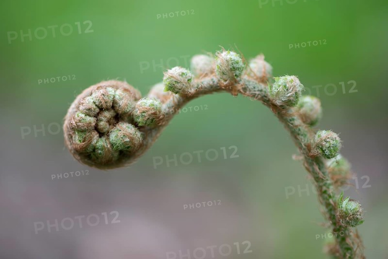 Soft shield fern