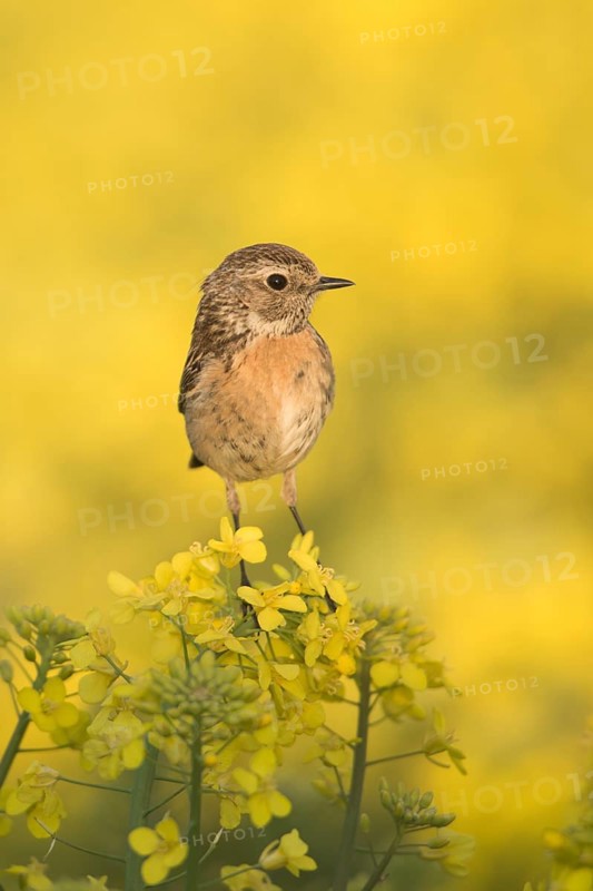 European Stonechat