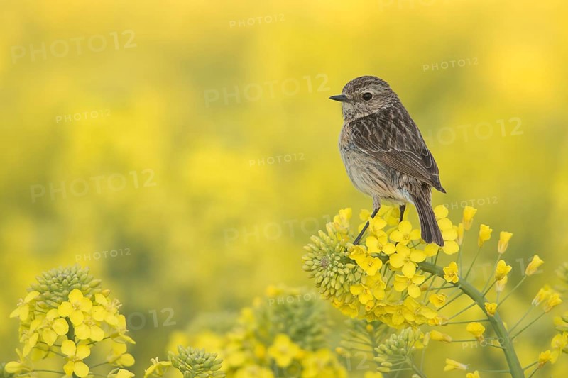 European Stonechat