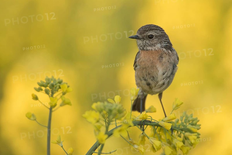 European Stonechat