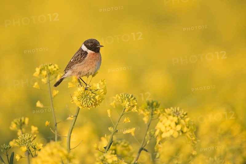 European Stonechat