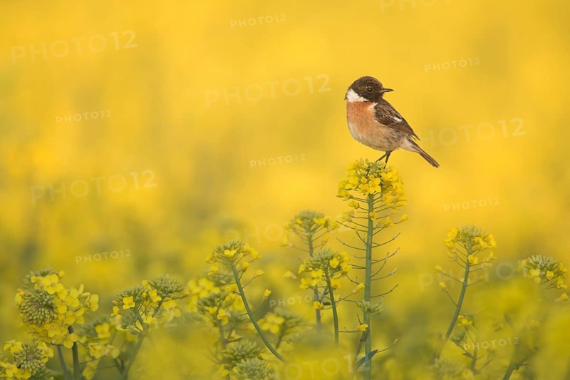 European Stonechat