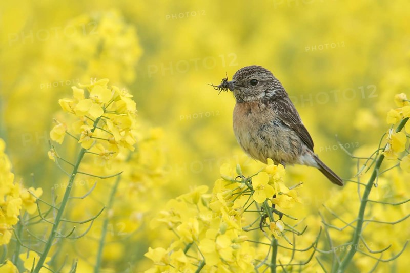 European Stonechat