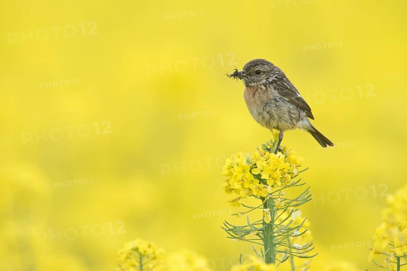 European Stonechat