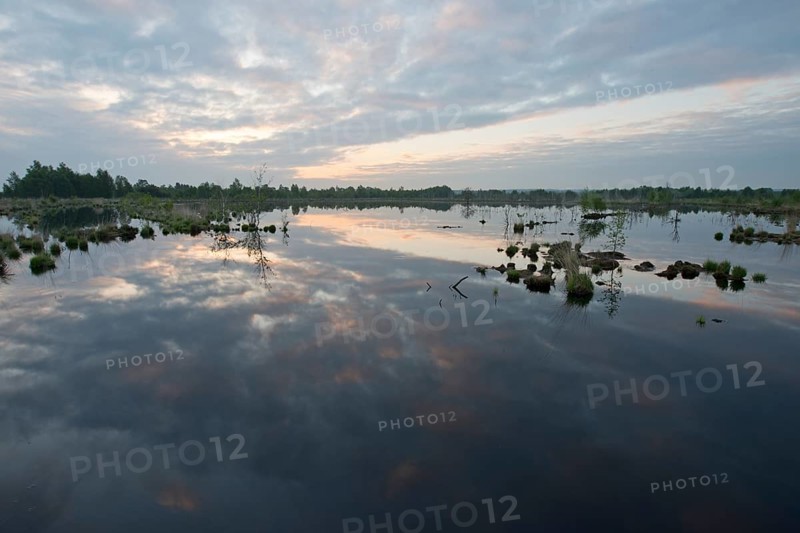 Morning in the moor