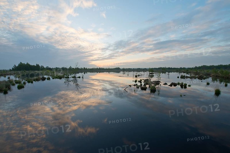 Morning in the moor