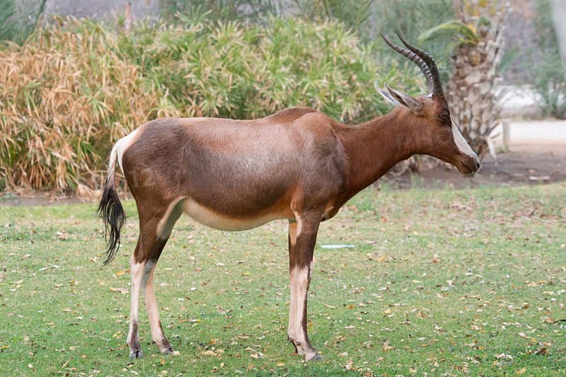 Blesbok