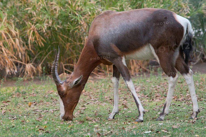 Blesbok
