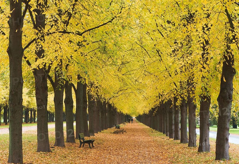 Lime tree