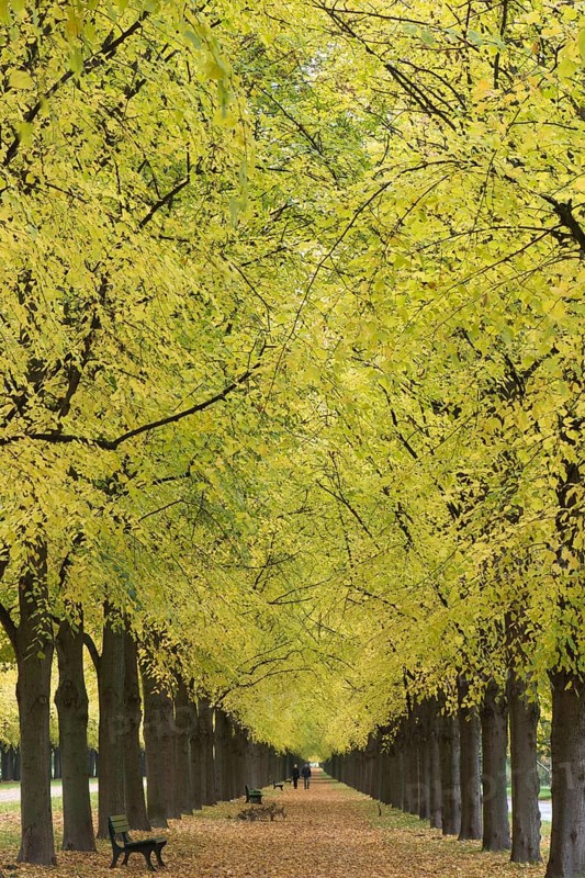 Lime tree