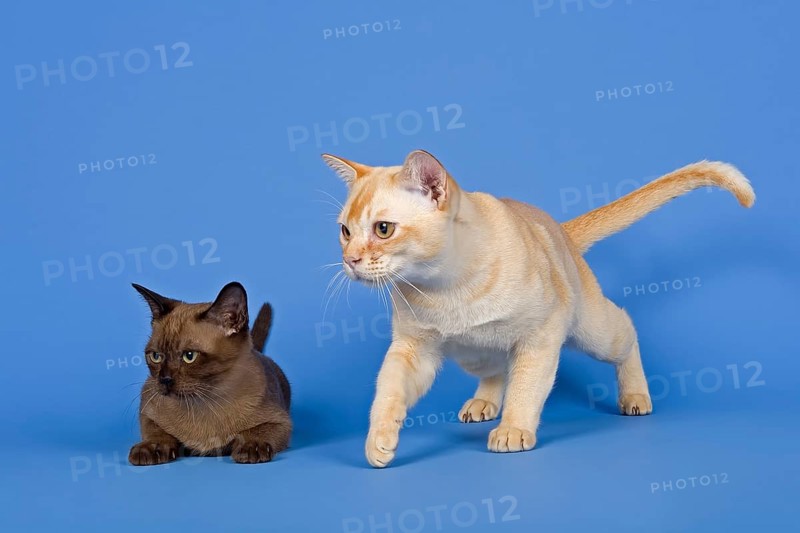 Pedigree cats