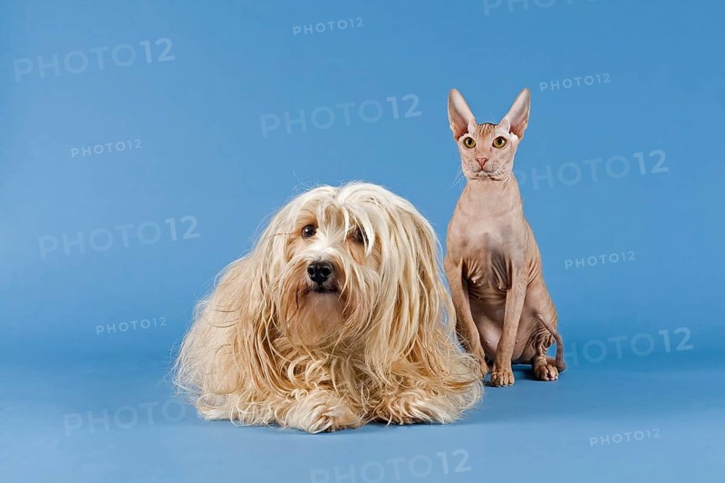Pedigree cat and pedigree dog