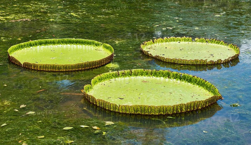 Giant Waterlilies
