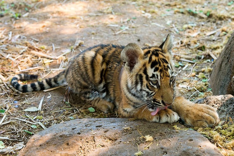 Bengal tiger