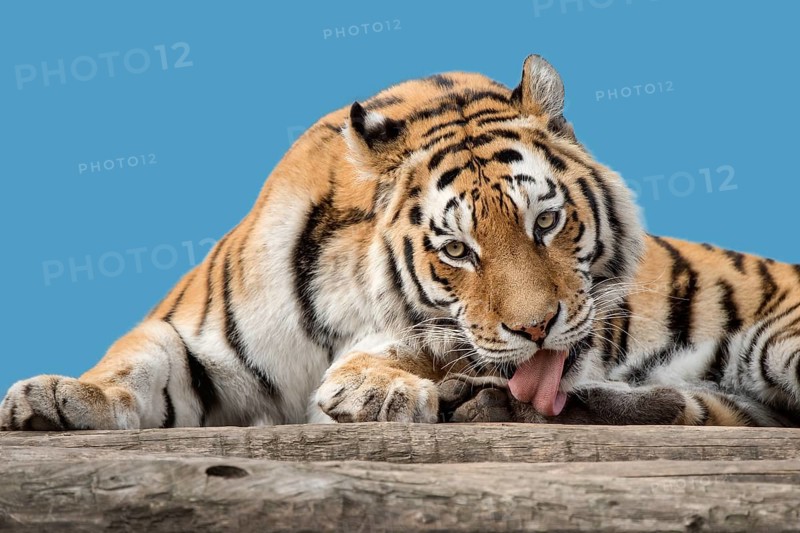 Siberian tiger