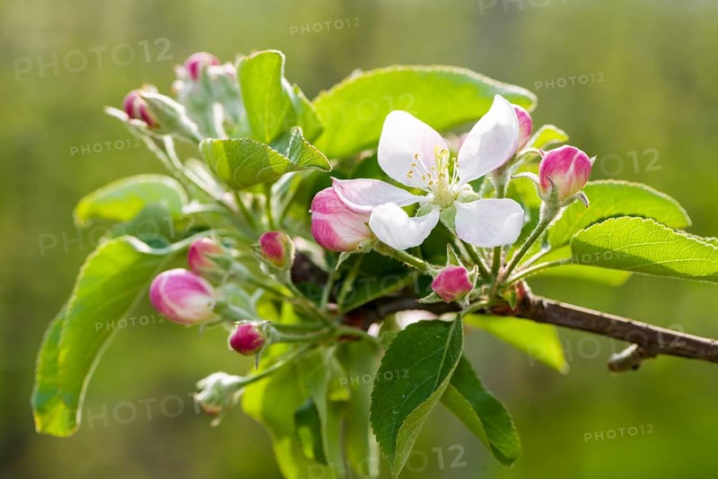Blossoms of the apple variety 'Gala'