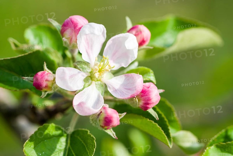 Blossom of the apple variety 'Gala'