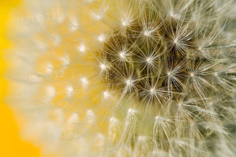 Seeds of Rough Hawkbit