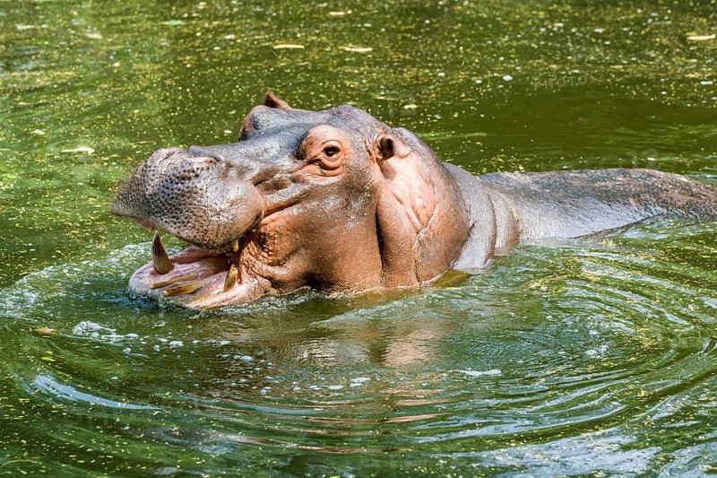 A Hippopotamus