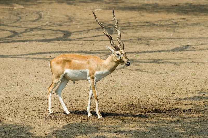 A male Black Buck