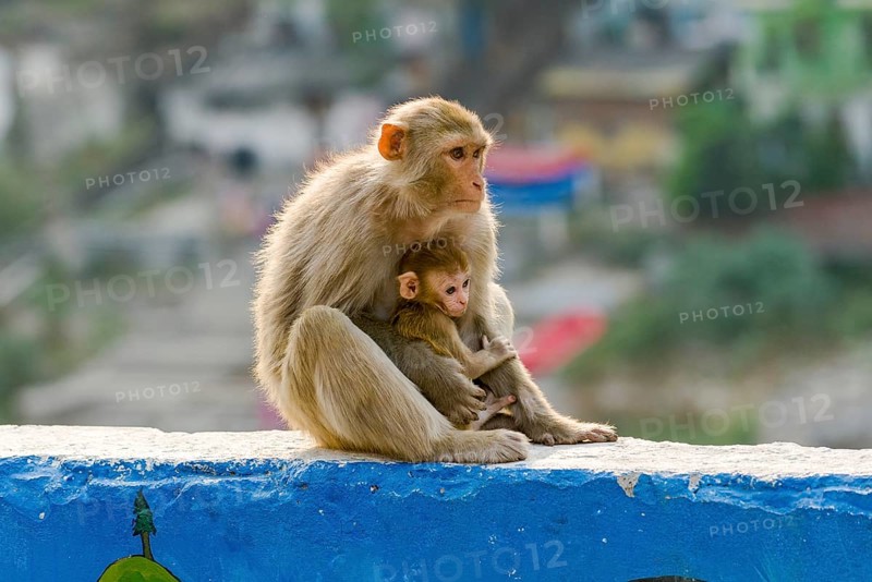 Female rhesus monkey