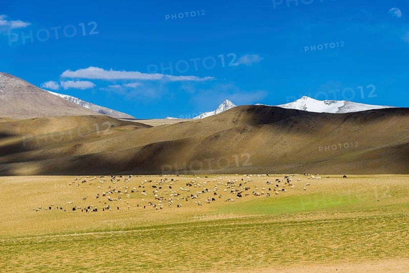 Barren landscape with a flock of Pashmina Goats