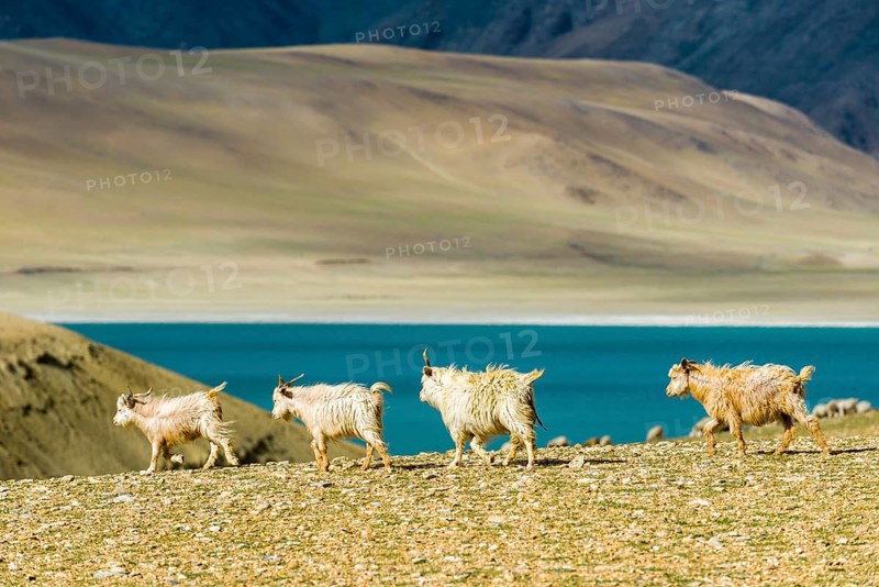 Barren landscape with a flock of Pashmina goats