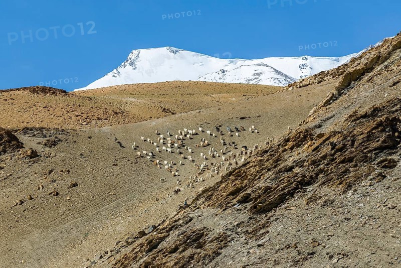 Barren landscape with a flock of Pashmina goats