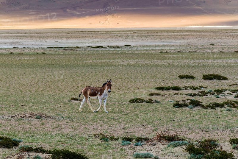 A Kiang or Tibetan Wild Ass