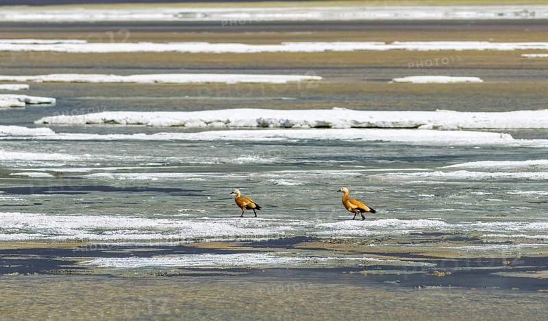 Two Brahmin Ducks