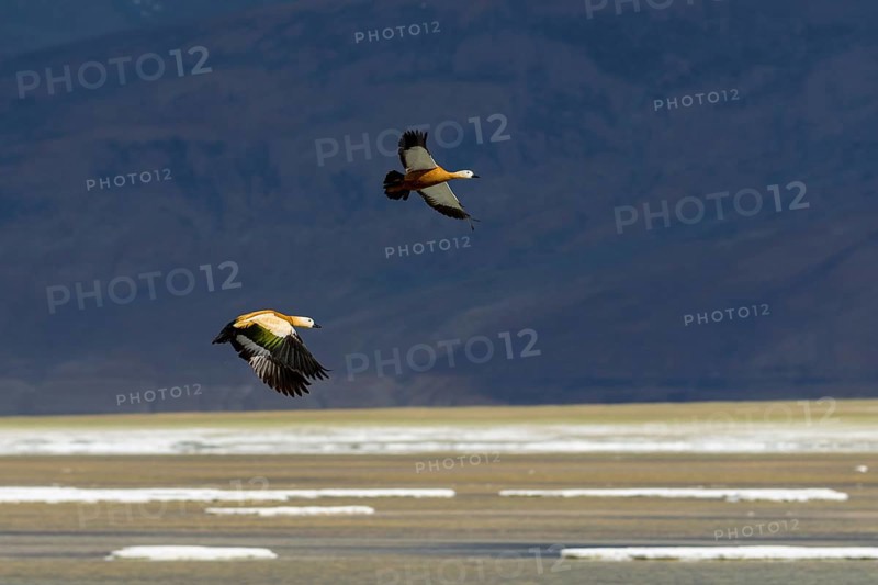 Two Brahmin Ducks