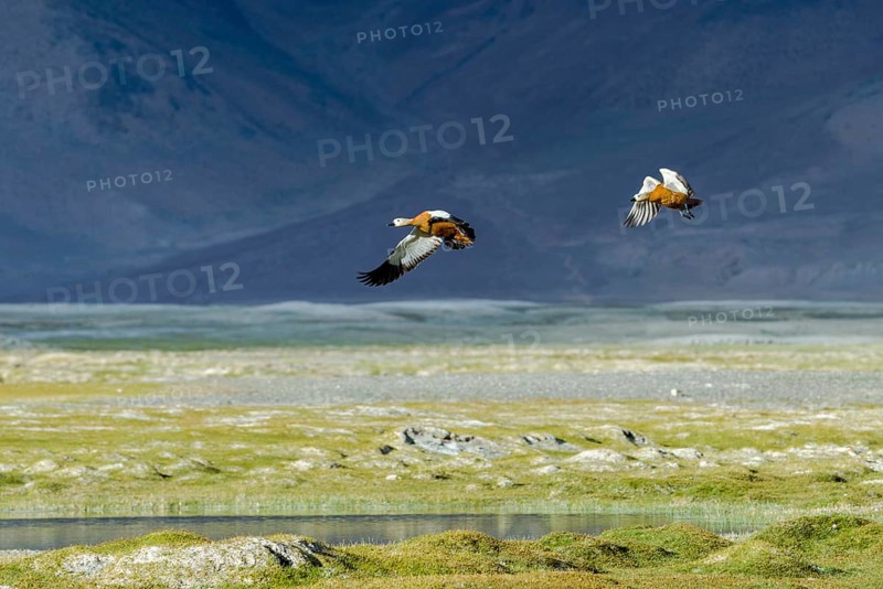 Two Brahmin Ducks