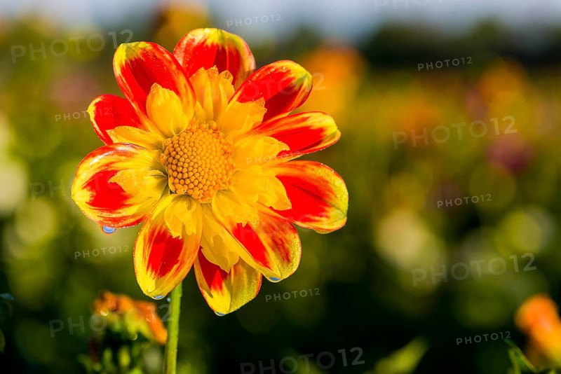 Dahlia
