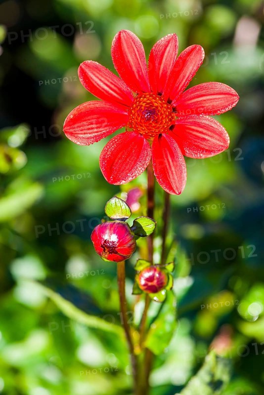 Dahlia