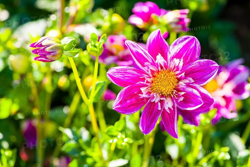 Dahlia