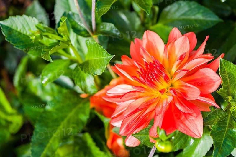 Dahlia