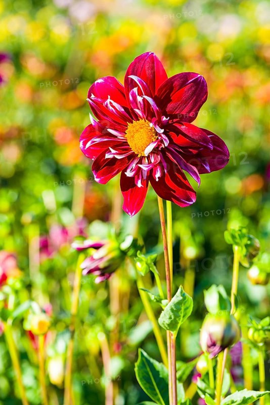 Dahlia