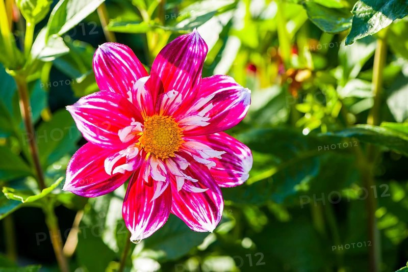 Dahlia