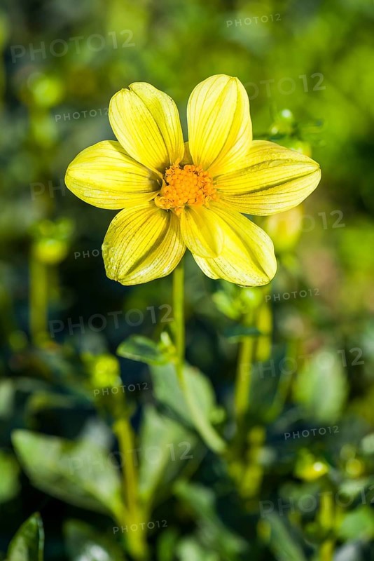 Dahlia