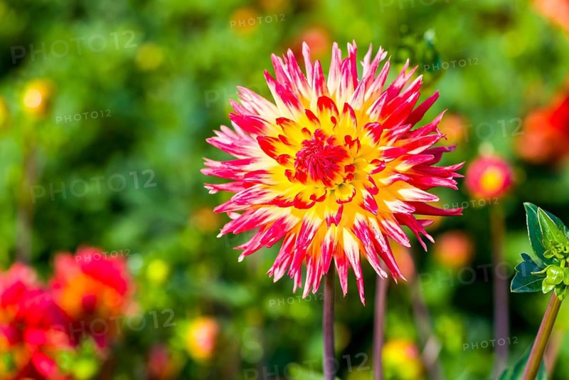 Dahlia