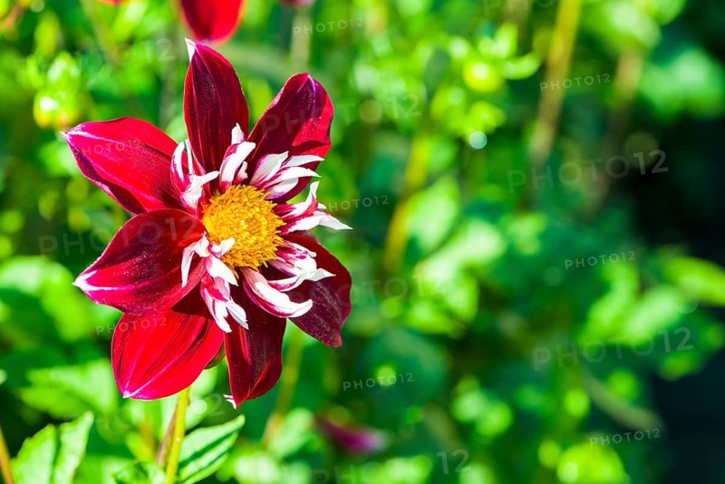 Dahlia