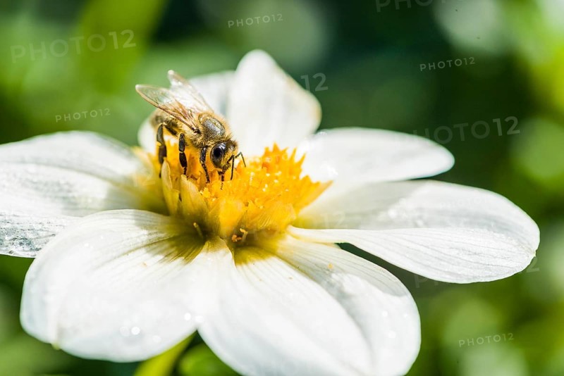 Carniolan honey bee