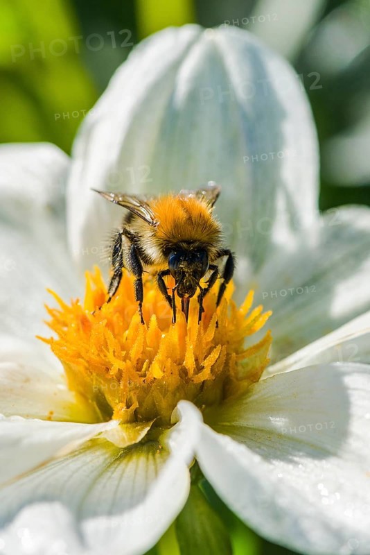A Common carder bee